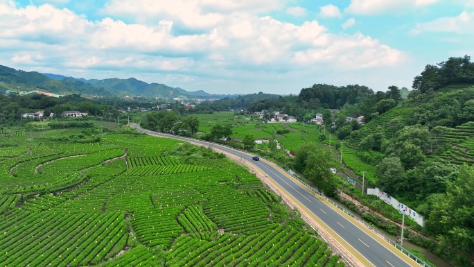 信阳茶山