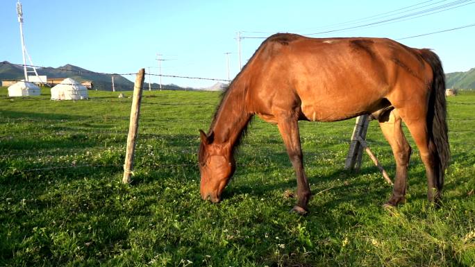马吃草升格