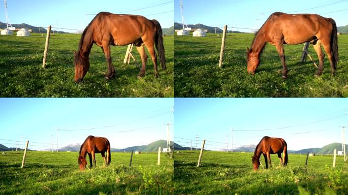 马吃草升格