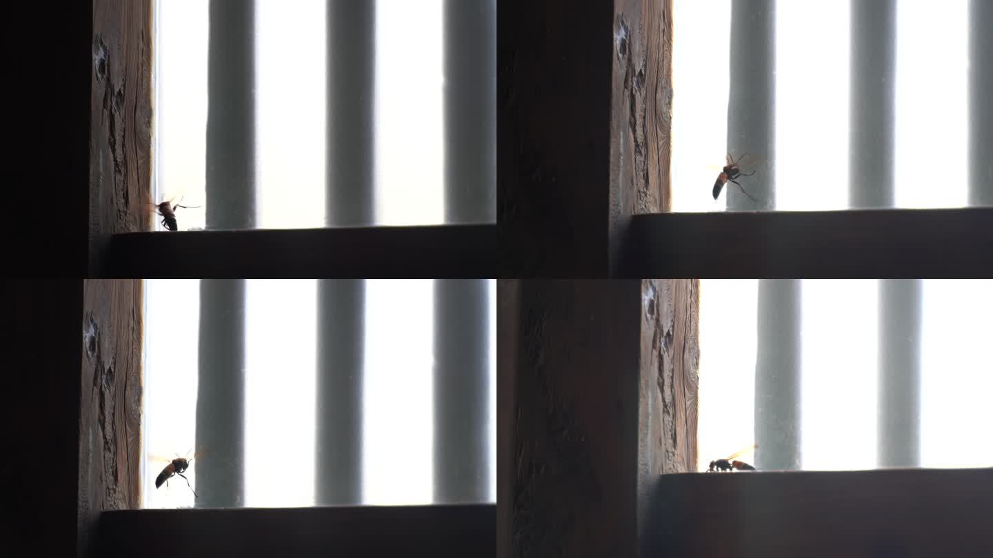 家里窗户上的马蜂屋里黄蜂飞来飞去寻找食物
