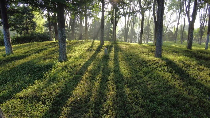 树林光影绿色森林树林有机晨光唯美自然愉悦