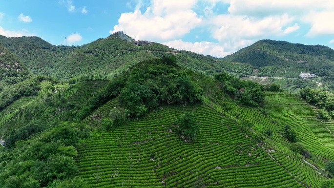 信阳茶山