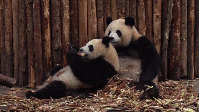 熊猫吃笋