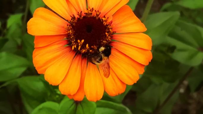 鲜花与蜜蜂1