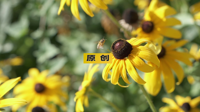 太阳花-蜜蜂采蜜 升格