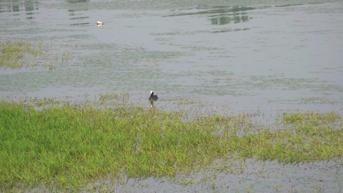 野生水鸟