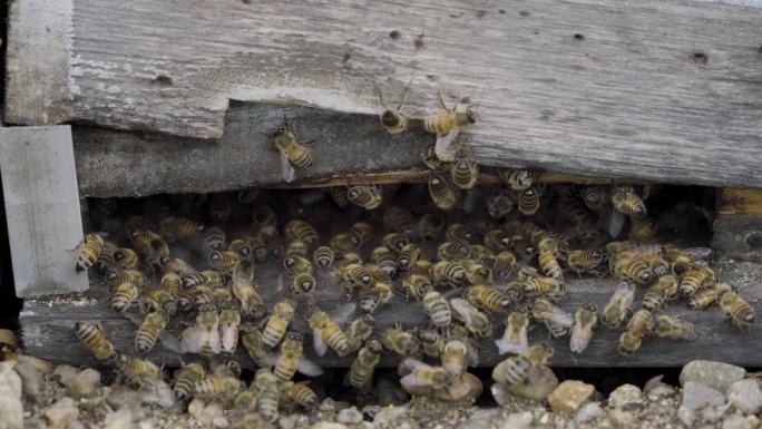 蜂箱蜜蜂素材