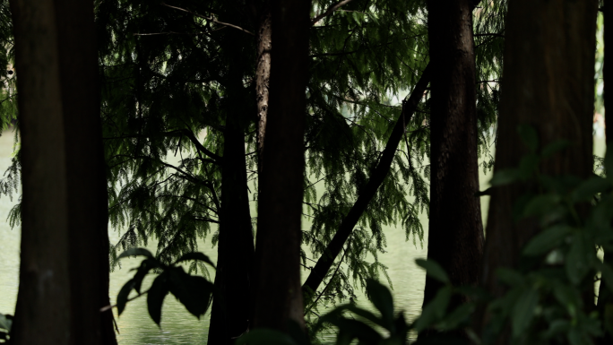 4k 湖畔的落羽杉 树木 清新 树林茂密