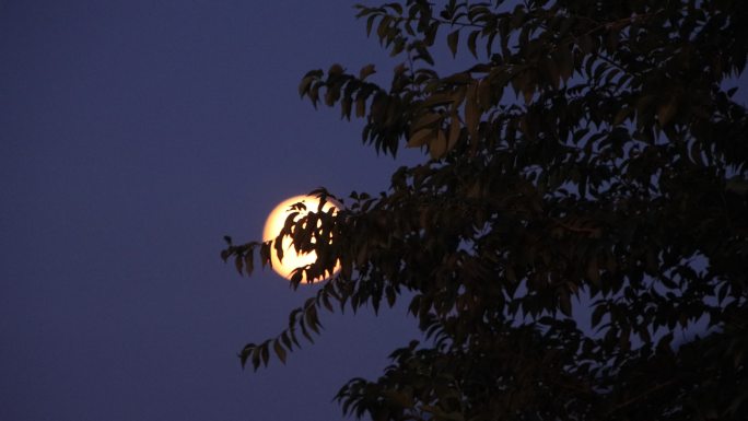 城市夜晚树枝上的月光