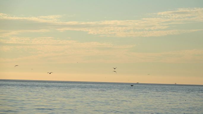 4k海面上的海鸥飞翔