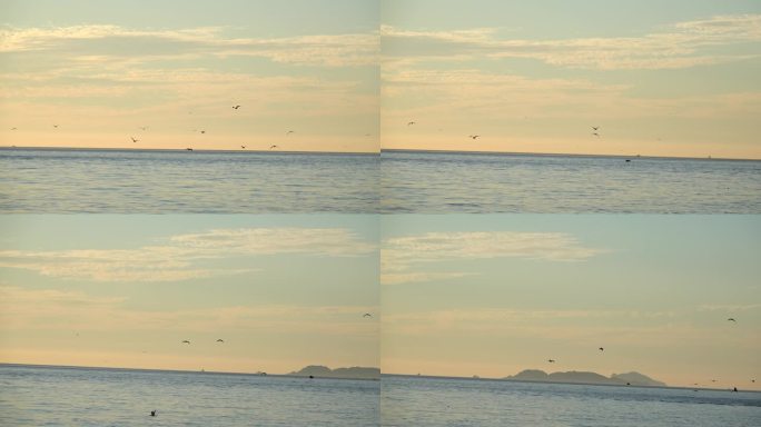 4k海面上的海鸥飞翔