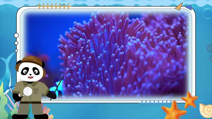 海洋动物什么是海葵科普MG动画
