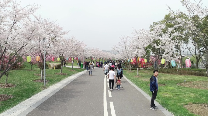 宁波植物园樱花航拍