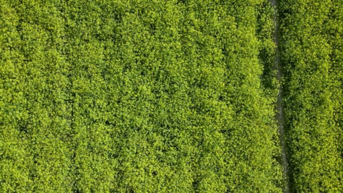 民勤茴香种植茴香田航拍小茴香农作物