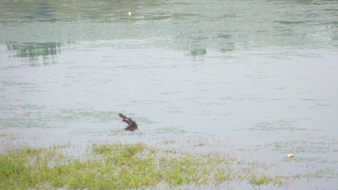 野生水鸟