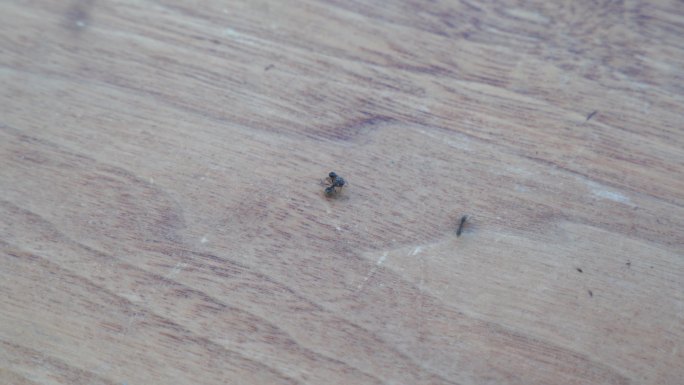 桌子上的蚂蚁打架特写