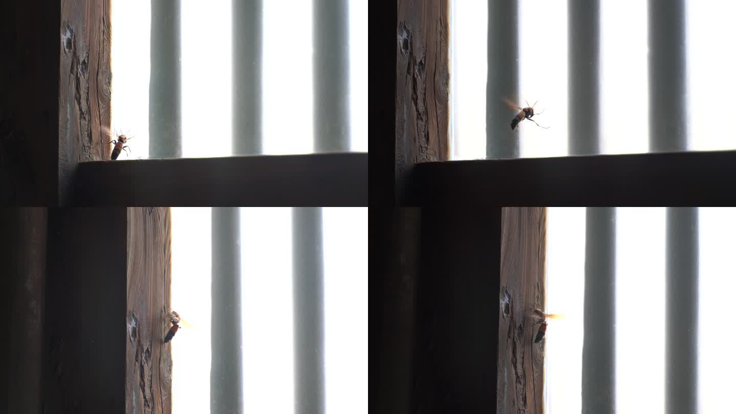家里窗户上的马蜂屋里黄蜂飞来飞去寻找食物