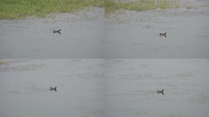 野生水鸟