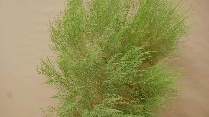 梭梭树沙漠防沙治沙植物4K
