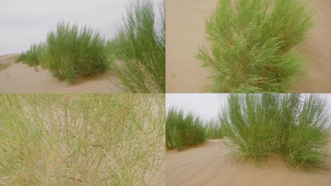 梭梭树沙漠防沙治沙植物4K