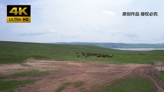 张掖山丹军马场骏马奔跑草原鸾鸟湖实拍4k