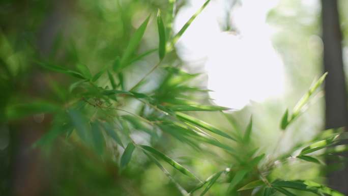 唯美意境空镜头竹林夏天阳光树叶植物