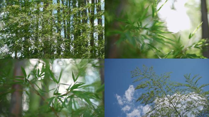 唯美意境空镜头竹林夏天阳光树叶植物