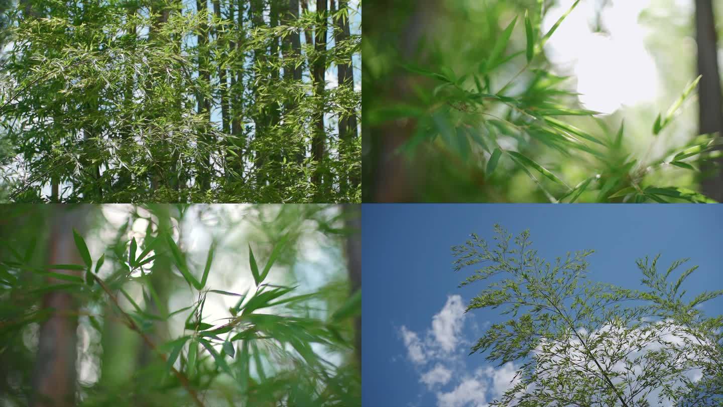 唯美意境空镜头竹林夏天阳光树叶植物