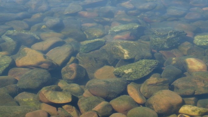 清澈河流中的小鱼