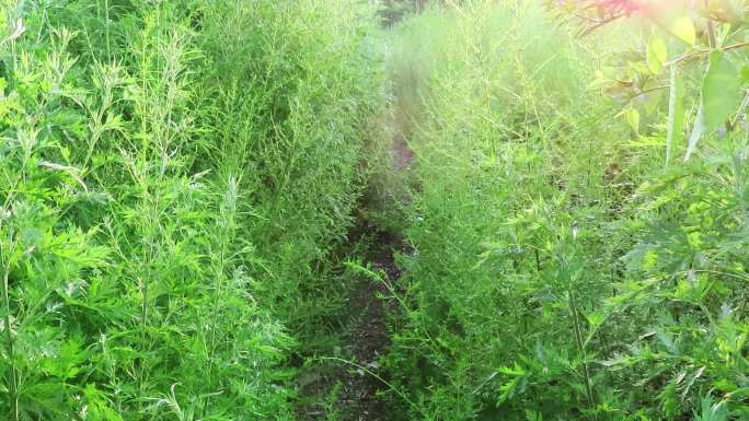 阳光照射荒野蒿草羊肠小道