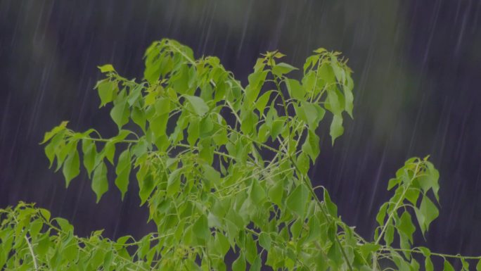 雨打树叶