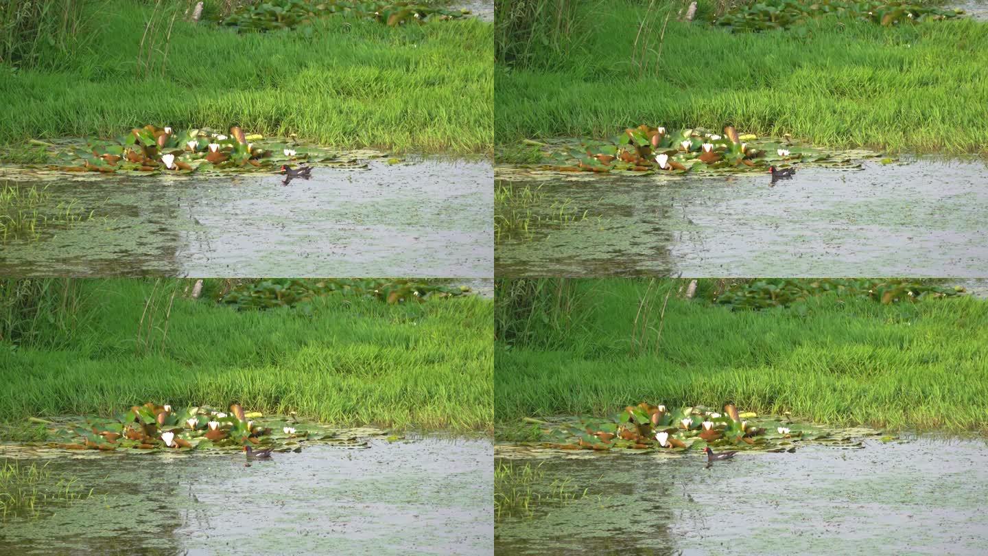 野生水鸟