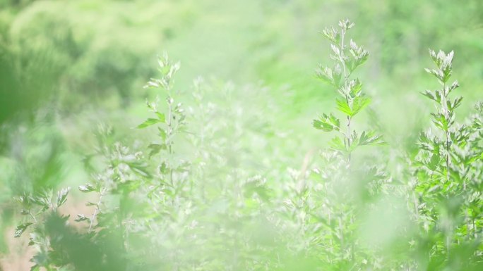 艾叶艾草中草药种植实拍视频