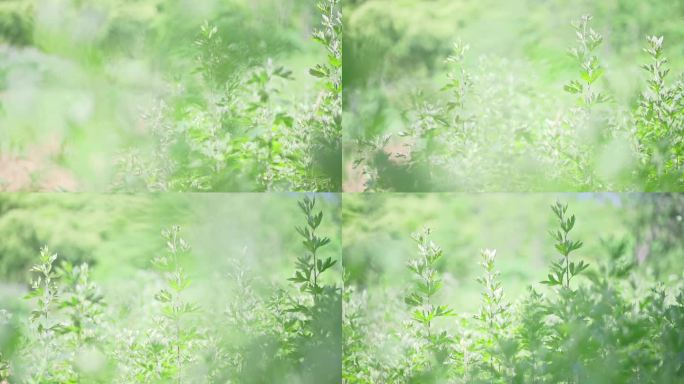 艾叶艾草中草药种植实拍视频