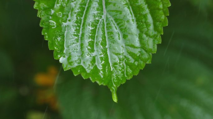 紫苏叶在雨中特写2