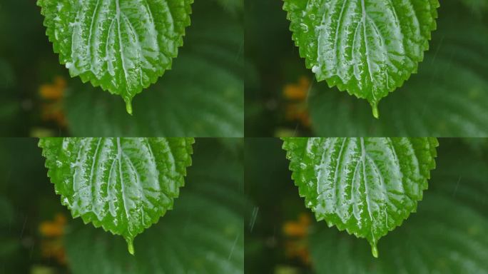 紫苏叶在雨中特写2