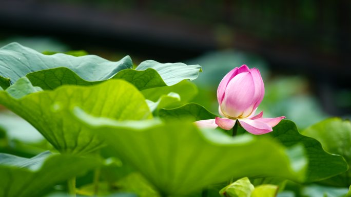 荷花 花海 盛夏