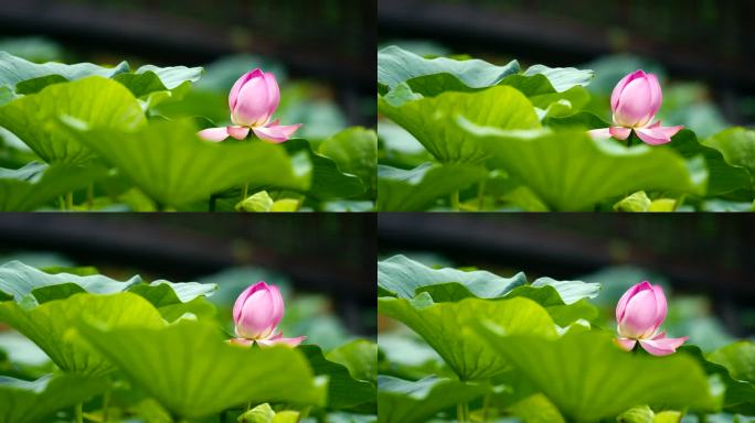 荷花 花海 盛夏