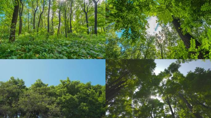 4K夏季氛围绿色森林延时摄影