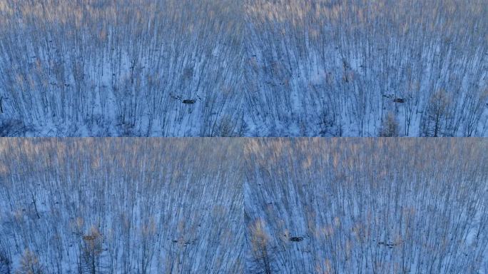 航拍额尔古纳雪原白桦林