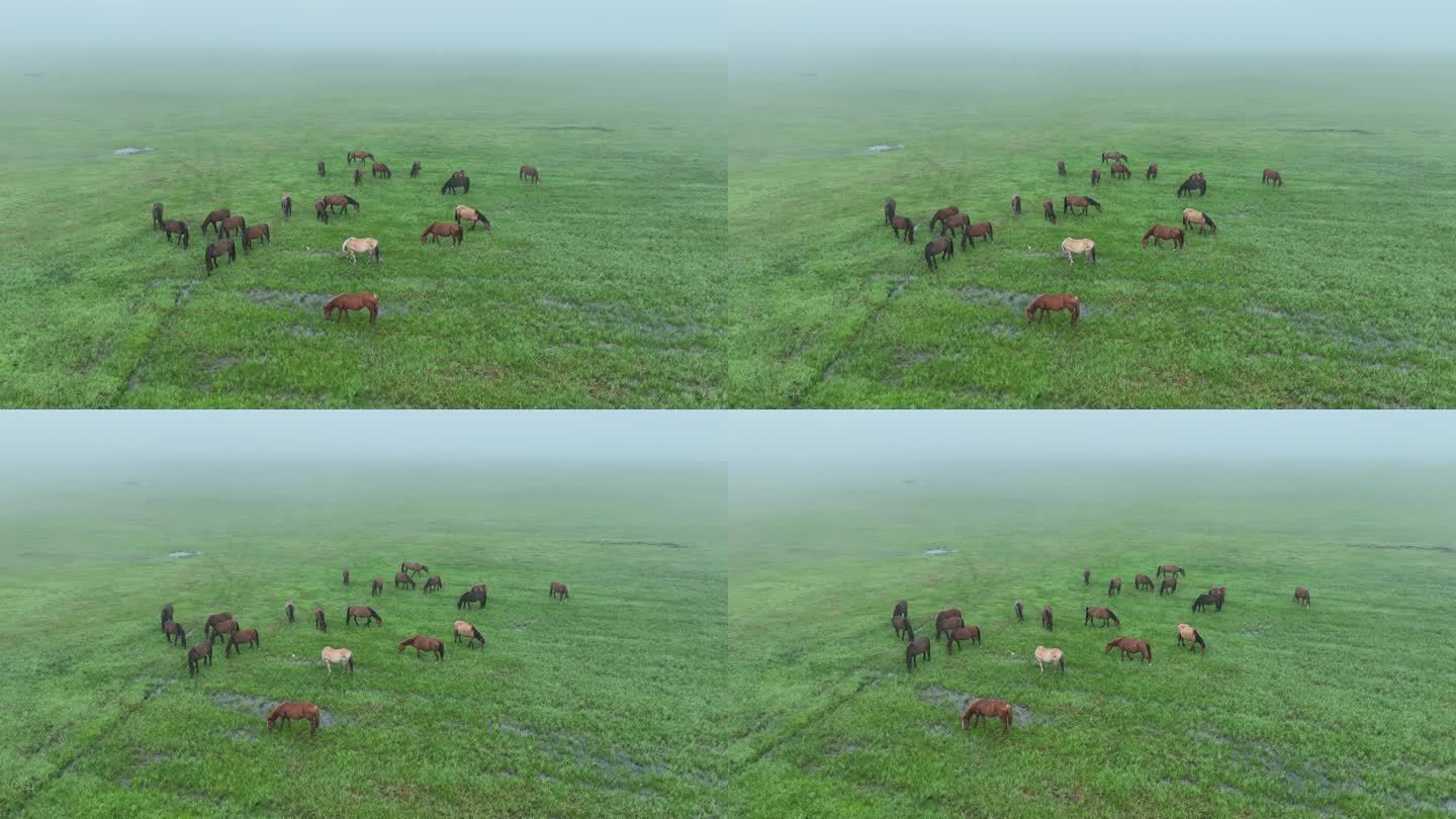 航拍晨雾中的高原牧场马群