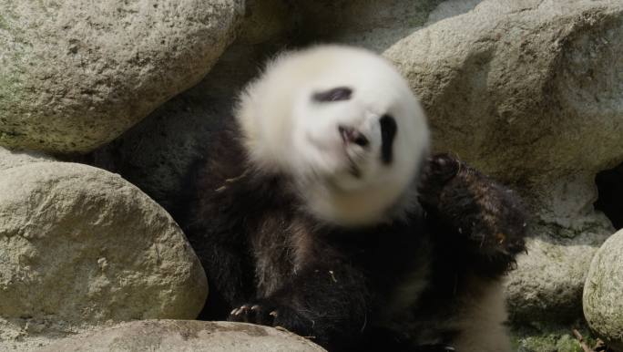 可爱的熊猫幼崽特写镜头