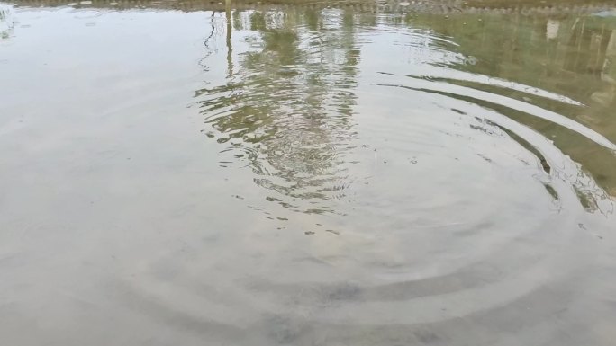 清明时节雨纷纷稻田水面水波纹水圈雨水雨滴