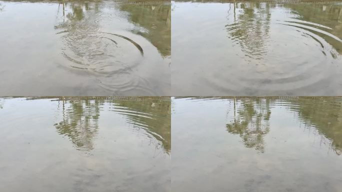 清明时节雨纷纷稻田水面水波纹水圈雨水雨滴
