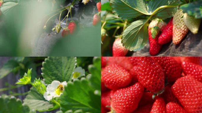 【原创】草莓采摘草莓生长