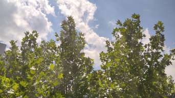 树叶在蓝天白云阳光下被风吹动视频素材