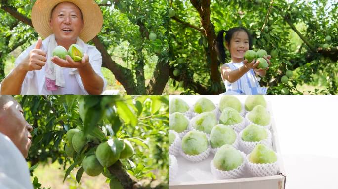 奈李种植基地