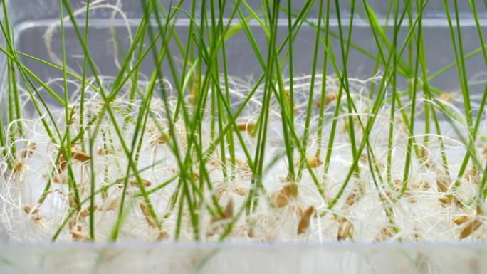 农业实验室水稻种子发芽 水稻育苗