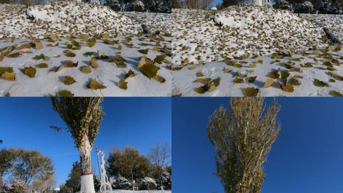 雪后白杨树