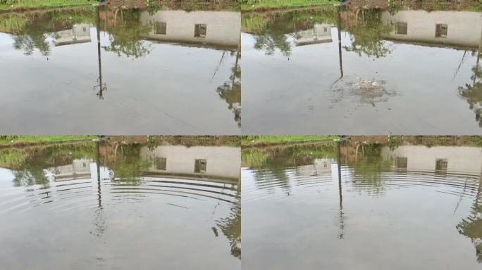 清明时节雨纷纷稻田水面水波纹水圈雨水雨滴